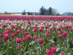 Tulip Fields in La Conner