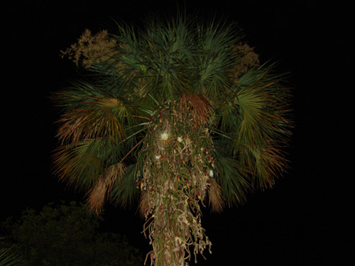 Night Flower Tree