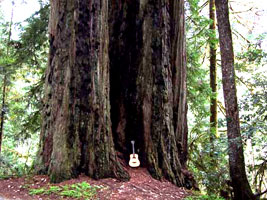 Tayor guitar leaning against a giant Cedar