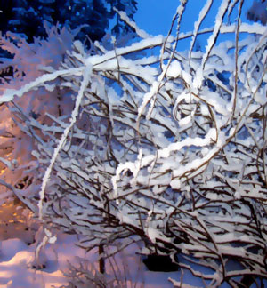 Snowy Bushes