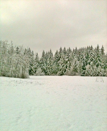 Cedars in a Field