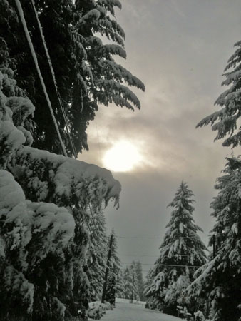 Snow Fall on Cedars